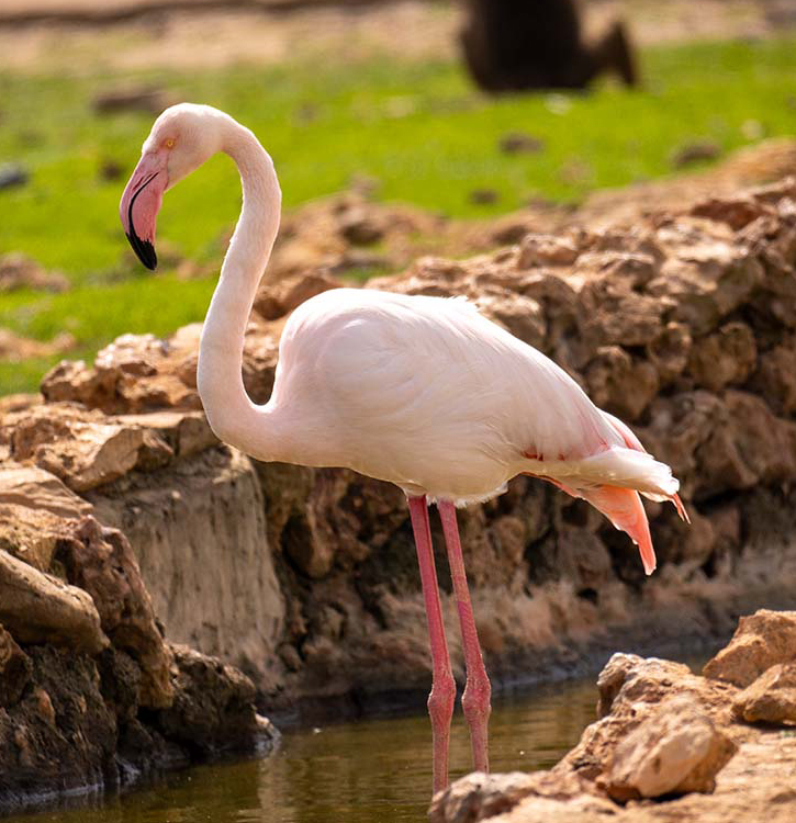 Au cœur de la Nature  de Madagascar